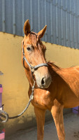 Vente de cheval : Nostradamus de Molion